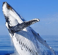 Whale Watching Tour - Attractions Sydney