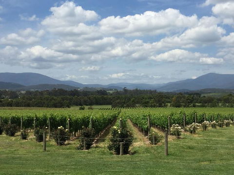Yarra Valley Wine And Winery Tour From Melbourne - Attractions Sydney 5