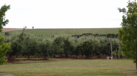 Yarra Valley Wine And Winery Tour From Melbourne - Attractions Sydney 7