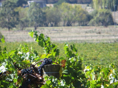 Yarra Valley Wine And Winery Tour From Melbourne - Attractions Sydney 8