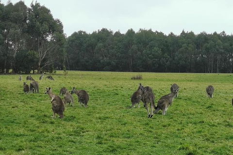 Private Tour: Great Ocean Road From Melbourne - Attractions Sydney 18