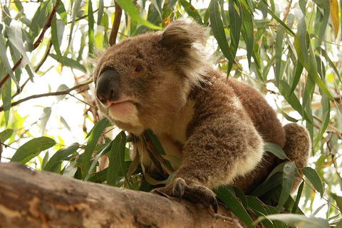 Private Tour: Great Ocean Road From Melbourne - Attractions Sydney 15