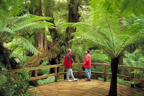 Great Ocean Road Small-Group Ecotour From Melbourne - Attractions Sydney 28