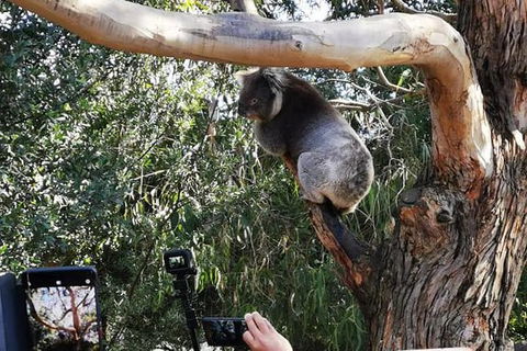 Small-Group Great Ocean Road Day Trip From Melbourne - Attractions Sydney 6