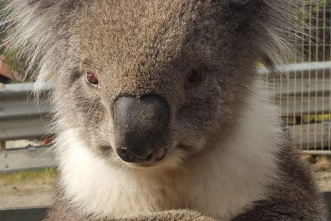 2 Day Great Ocean Road Tour From Melbourne - Attractions Sydney 12