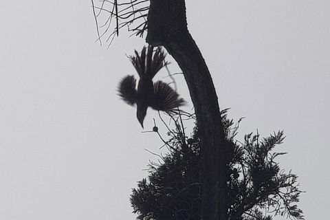 2 Day Great Ocean Road Tour From Melbourne - Attractions Sydney 6