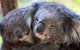 Half-Day Or Full-Day Tour With Private Guide From Melbourne - thumb 8