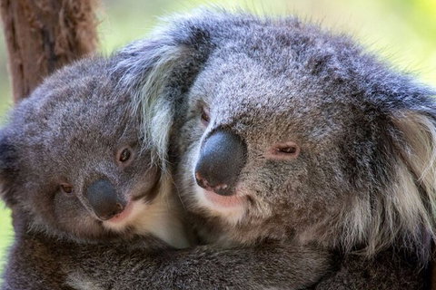Half-Day Or Full-Day Tour With Private Guide From Melbourne - Attractions Sydney 8