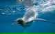 Penguin Passport At SEA LIFE Melbourne Aquarium - thumb 3