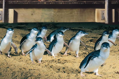 Half Day Phillip Island Penguin Parade PLUS Tour - Attractions Sydney 0
