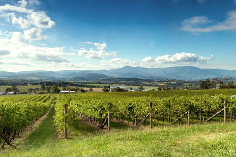 Yarra Valley Icons Guns Tour From Melbourne Including Lunch And Local Guide - Attractions Sydney 1