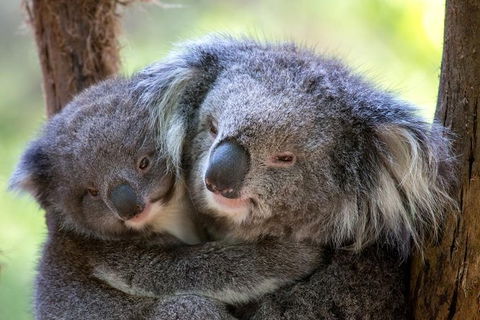 Yarra Valley Private Tour Including Healesville Sanctuary And Wineries - Attractions Sydney 1