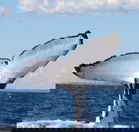 Phillip Island Whale Watching Tour - Attractions Sydney
