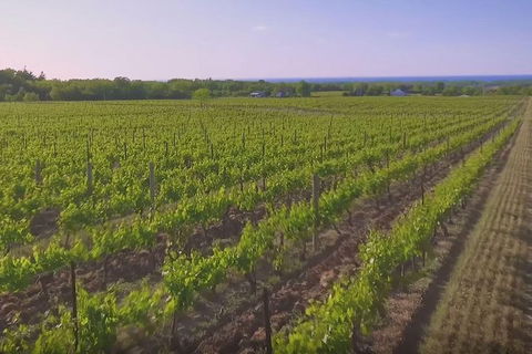 Macedon Ranges Small Group Wine Tour With 2 Course Lunch And Morning Tea - Attractions Sydney 1