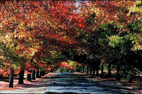 Macedon Ranges Small Group Wine Tour With 2 Course Lunch And Morning Tea - Attractions Sydney 3