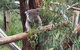 Day Tour Of Phillip Island, The Surrounding Region And Wine Tasting - thumb 10