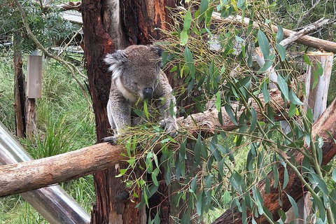 Day Tour Of Phillip Island, The Surrounding Region And Wine Tasting - Attractions Sydney 10