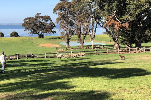 Day Tour Of Phillip Island, The Surrounding Region And Wine Tasting - Attractions Sydney 13