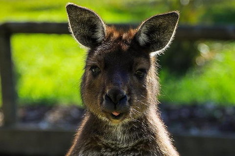 Ballarat Wildlife Park - Attractions Sydney 1