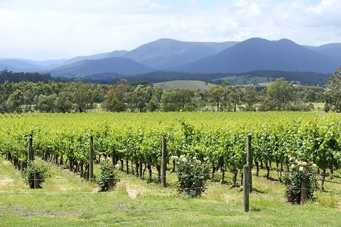 Yarra Valley Wine & Food Day Tour From Melbourne With Lunch At Yering Station - Attractions Sydney 11