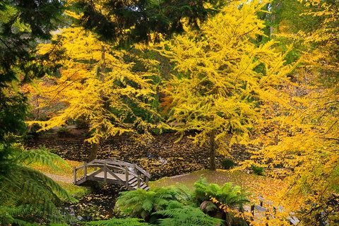 Dandenong Ranges & Puffing Billy - Attractions Sydney 1
