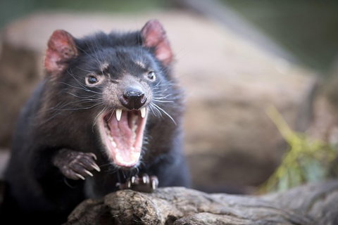Port Arthur And Tassie Devils Active Day Tour From Hobart - Attractions Sydney 0