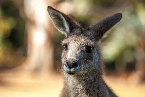 Port Arthur And Tassie Devils Active Day Tour From Hobart - Attractions Sydney 12