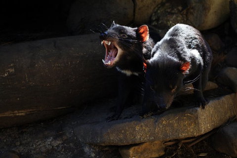 Port Arthur And Tassie Devils Active Day Tour From Hobart - Attractions Sydney 5