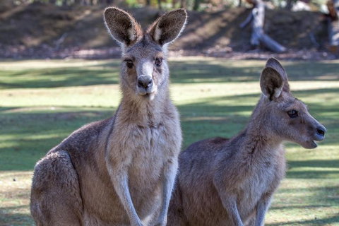 Port Arthur And Tassie Devils Active Day Tour From Hobart - Attractions Sydney 10