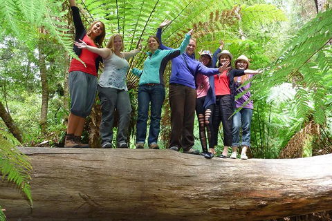 Mt Field National Park Active Day-Trip Including Bonorong And Mt Wellington - Attractions Sydney 4