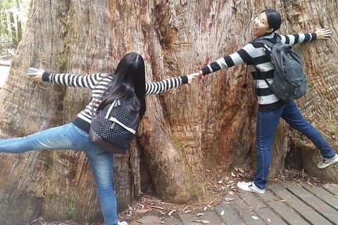 Mt Field National Park Active Day-Trip Including Bonorong And Mt Wellington - Attractions Sydney 8