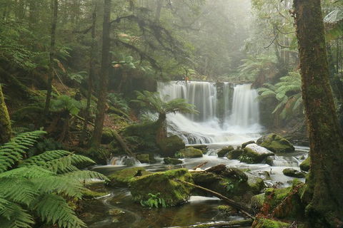 Mt Field National Park Active Day-Trip Including Bonorong And Mt Wellington - Attractions Sydney 10