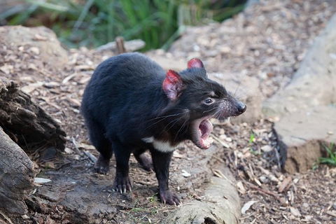 Mt Field National Park Active Day-Trip Including Bonorong And Mt Wellington - Attractions Sydney 6