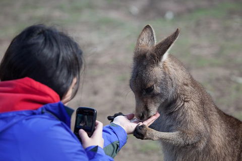 Mt Field National Park Active Day-Trip Including Bonorong And Mt Wellington - Attractions Sydney 14