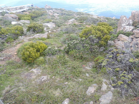 Mt Wellington Tour And MONA Admission - Attractions Sydney 8