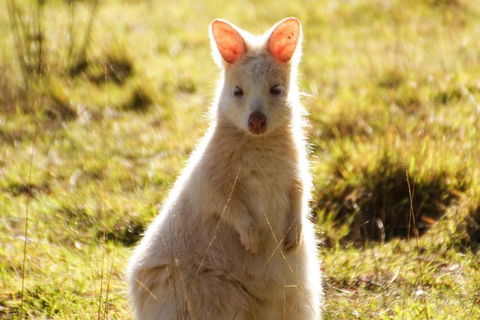Small-Group Day Trip From Hobart To Bruny Island - Attractions Sydney 2