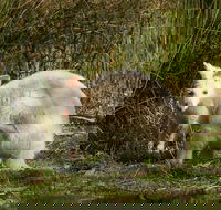Bruny Island premium private photo-oriented day tour from Hobart - Attractions Sydney