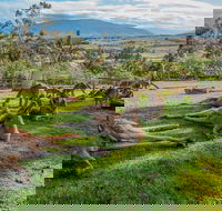 Shore Excursion Hobart's Best In Half A Day - Attractions Sydney