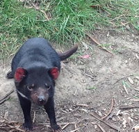 South East Food Sightseeing Private Tour with the Tasmanian Devil Unzoo - Attractions Sydney