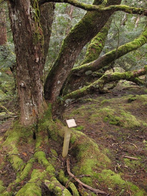 Cradle Mountain National Park Day Tour From Launceston - Attractions Sydney 16