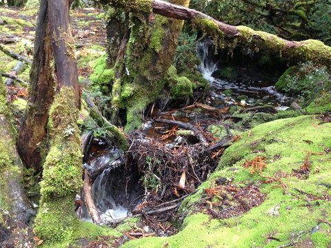 Cradle Mountain National Park Day Tour From Launceston - Attractions Sydney 7