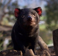 Mt. Field National Park and Bonorong Wildlife Park - Attractions Sydney