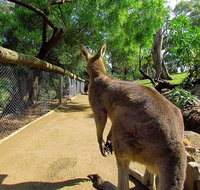 Wilderness and Wildlife - Attractions Sydney