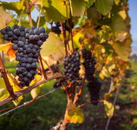 Tastes and Wines - Attractions Sydney