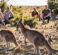 8-Day Tasman Wildlife and Wilderness Encounter Including Accommodation - Attractions Sydney