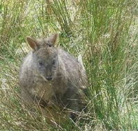 Leven Canyon Day Trip Including Wings Wildlife Park or Gunns Plains Caves from Devonport Ulverstone or Burnie - Attractions Sydney