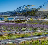 Private Tasman Peninsula Cruise Ship Tour from Port Arthur - Attractions Sydney