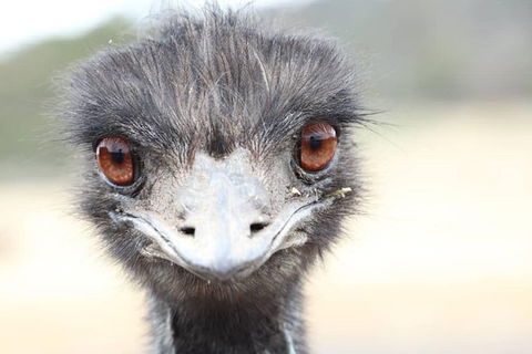 ZOODOO ZOO Tour, Meet The Famous Tasmanian Devil, Cuddle A Kangaroo, Feed A Lion - Attractions Sydney 1