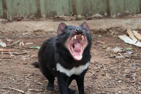 ZOODOO ZOO Tour, Meet The Famous Tasmanian Devil, Cuddle A Kangaroo, Feed A Lion - Attractions Sydney 0
