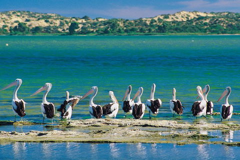 Coorong Discovery Cruise - Attractions Sydney 6